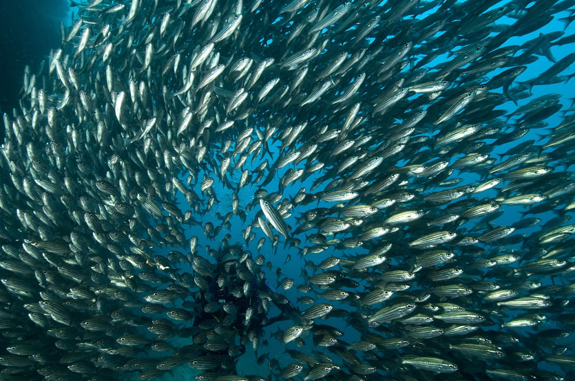110 fish, Galapagos.jpg